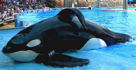 As Tilikum Ails, Questions for SeaWorld | The Kimmela Center for Animal ...