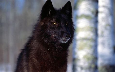 Black Wolf Wallpapers - Top Free Black Wolf Backgrounds - WallpaperAccess