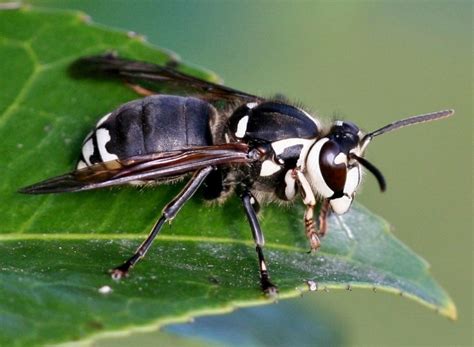 Insects that look like bees - Gardening in Michigan