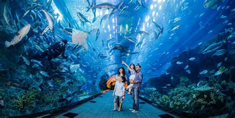 Dubai Aquarium & Underwater Zoo + Penguin Encounter Cove from AED 179 ...