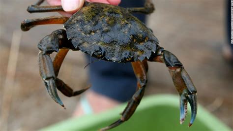 Emergency order to address green crab infestation in Washington - CNN