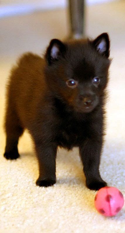 Schipperke Puppy Cute Animal Pictures, Dog Pictures, Schipperke Puppies, I Love Dogs, Cute Dogs ...