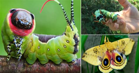 20 Types of Green Caterpillars | Balcony Garden Web