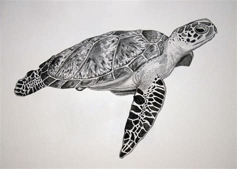 Turtle by Chamar Radloff | Turtle tattoo designs, Turtle drawing, Sea turtle tattoo