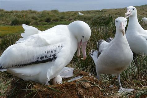 Remember The Razorbill: Wandering Albatross Breeding Season