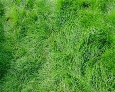 Creeping Red Fescue Grass Seed - 5 Lbs.