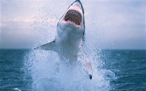 Shark jumping out of water Wallpaper | 2560x1600 resolution wallpaper download | Best-Wallpaper.Net