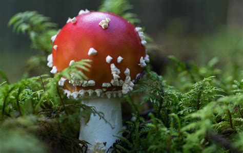 Death Cap: The Deadliest Mushroom in the World — First Light Farm