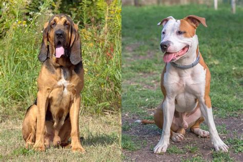 Bloodhound Pitbull Mix: Info, Pictures, Facts, FAQs & More