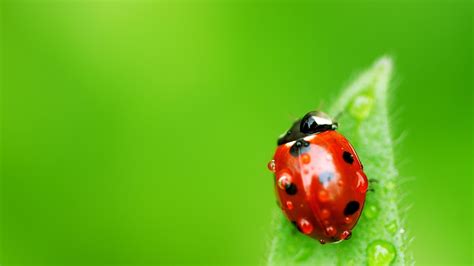 Lady Bug Wallpaper HD Free Download