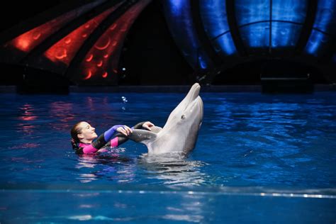 New Dolphin Presentation to Debut at Georgia Aquarium | Georgia Aquarium