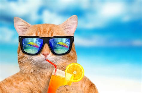 Funny Cat Backgrounds, Pictures, Images