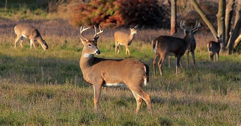 Whitetail Deer Population By State (the latest data) - World Deer