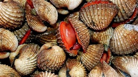 5 Jenis Kerang yang Tidak Bisa Dimakan karena mengandung racun – Bibit ...