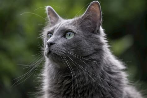 List of 8 stunning grey cat breeds (with pictures and descriptions)
