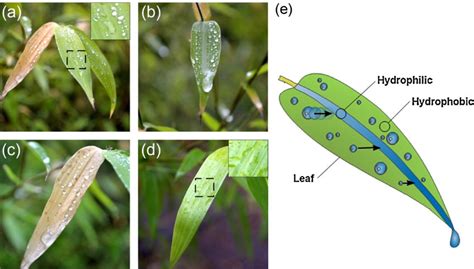 Images of the adaxial surface of Phyllostachys aurea leaves following ...