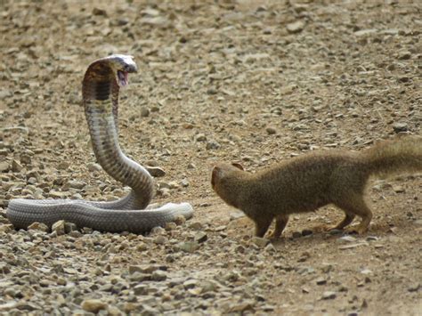 WATCH: Fearless slender mongoose takes out snouted cobra | The Citizen