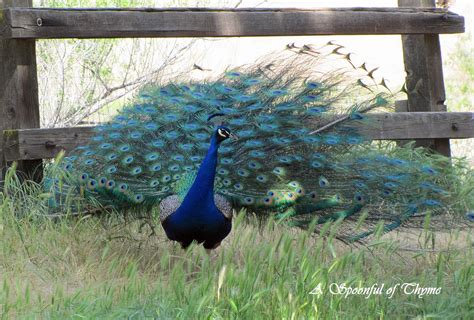 Peacocks at the Park