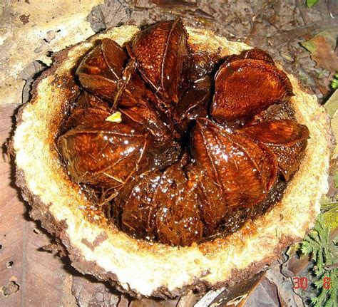 Brazil nut | Diseases and Pests, Description, Uses, Propagation