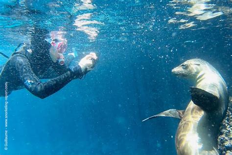 Snorkeling Galápagos | A Guide to the Best Spots | Snorkeling Report