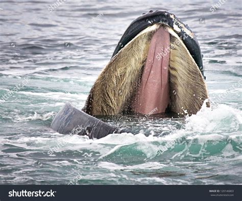 Humpback Whale Opens Mouth Wide Show Stock Photo 120146803 - Shutterstock