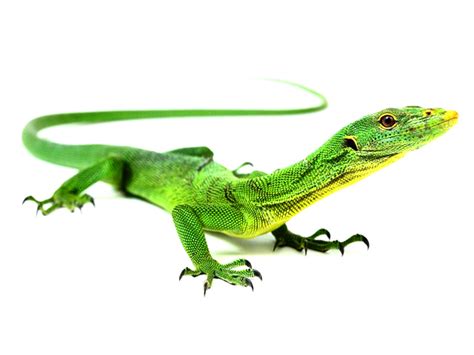 Emerald Monitor (Varanus prasinus) | ReptileTalk NET