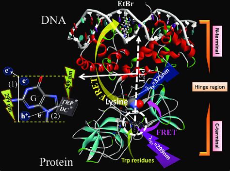 X-ray crystal structure of λ-repressor bound to operator DNA depicting ...