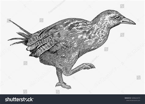 3 Weka Bird Illustration Images, Stock Photos & Vectors | Shutterstock