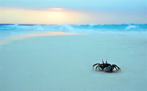 Beautiful Wallpapers for Desktop: Crab Wallpapers hd