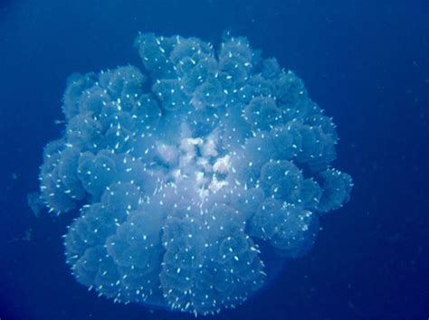 Glowing Jellyfish - Neatorama