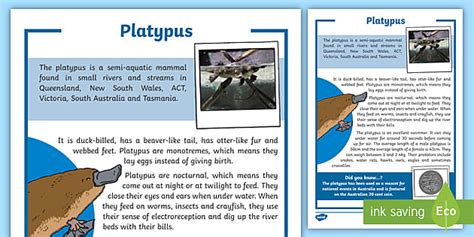 What is a Platypus? – Platypus Facts for Kids – Twinkl