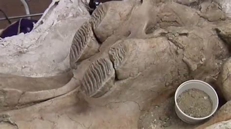 Ice Age Fossils Found Under L.A. Subway | The Weather Channel
