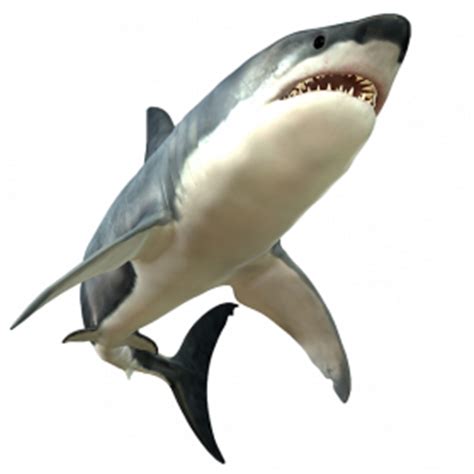 Shark PNG Images Transparent Free Download | PNGMart.com