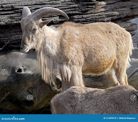 Aoudad Sheep Royalty-Free Stock Photo | CartoonDealer.com #58764939