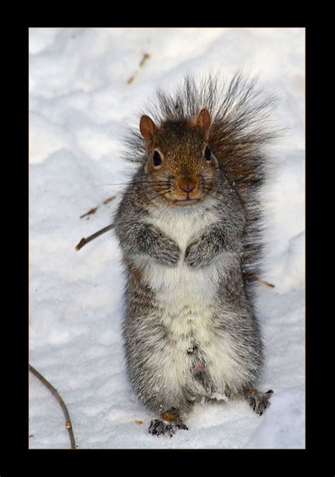 Squirrel in snow | Squirrel, Tree rat, Animals