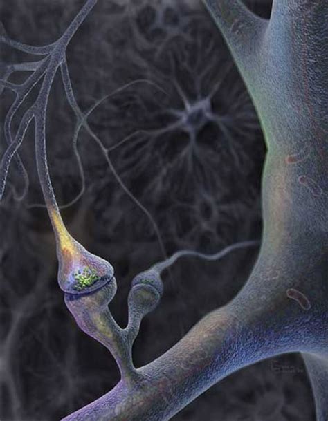 Adult Brain Cells Do Keep Growing | Live Science