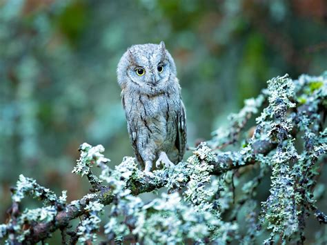 Eurasian scops owl 4139332 Stock Photo at Vecteezy