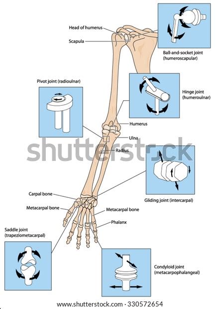 4 Humeroulnar Joint Images, Stock Photos & Vectors | Shutterstock