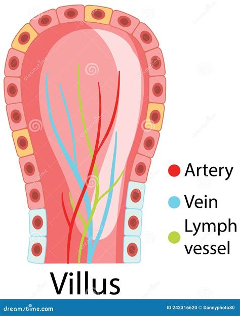 Diagram Showing Intestinal Villus Structure Stock Vector - Illustration ...