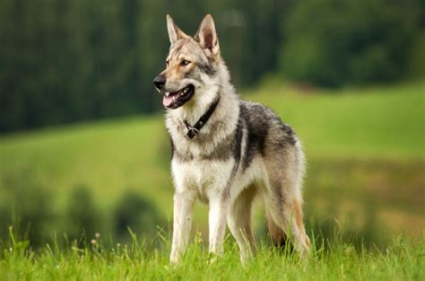 9 Best Wolfdog Breeders In The U.S.