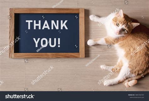 821 imágenes de Thank you cat - Imágenes, fotos y vectores de stock | Shutterstock