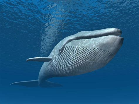 Whale Species - Blue Whale