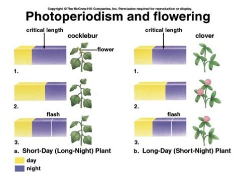 Photoperiodism