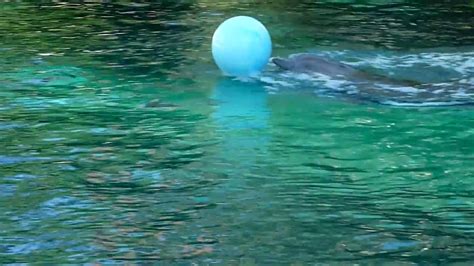 Dolphins playing with a ball in Dolphin pool - YouTube