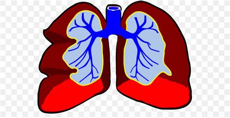 Lung Breathing Respiratory System Circulatory System Clip Art, PNG ...