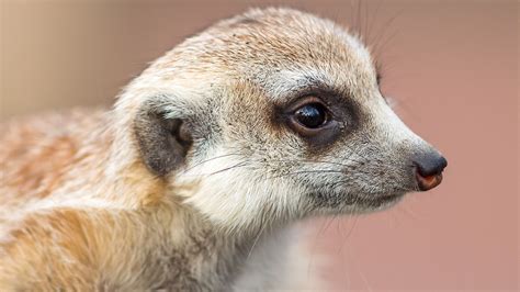 Meerkat Facts - WorldAtlas