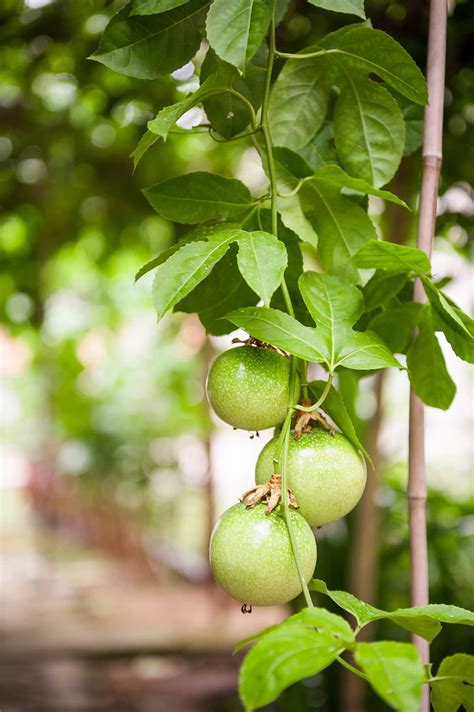 Yellow Passion Fruit - Healthier Steps