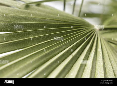 Lines and pattern in leaves Stock Photo - Alamy