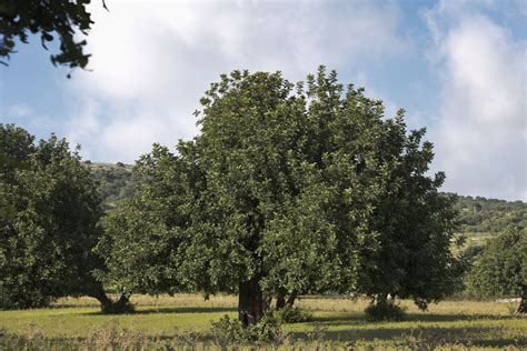 Carob tree experimental plantation - LBG Sicilia Ingredients