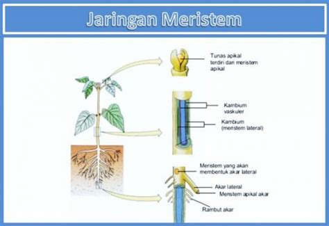 Contoh Jaringan Meristem serta Struktur, Fungsi, dan Ciri-cirinya – Blog Mamikos